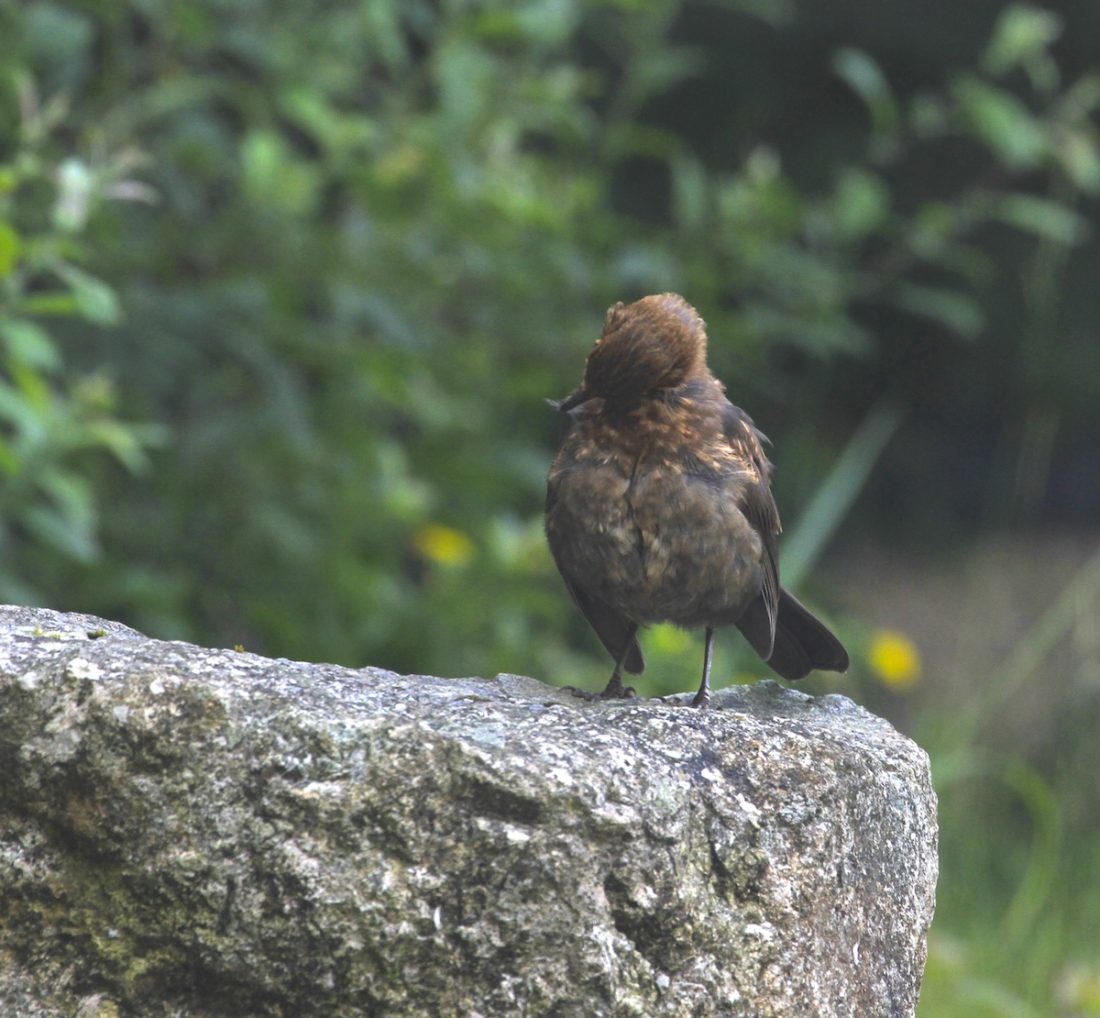 scratchy blackbird fledgling