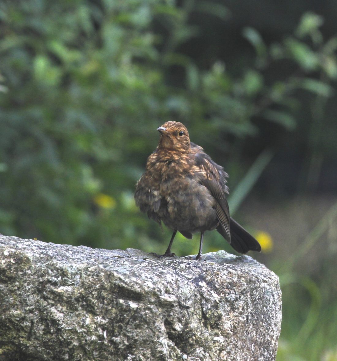 blackbird baby