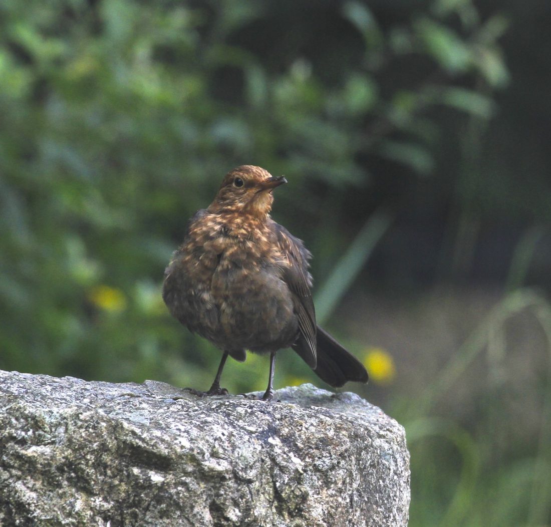 blackbird fledgling fluffy