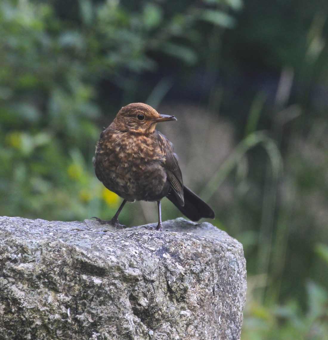 blackbird fledgling