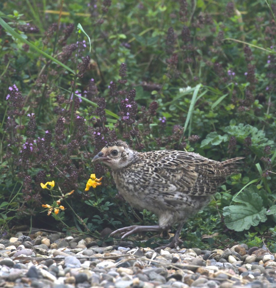 pheasant-chick