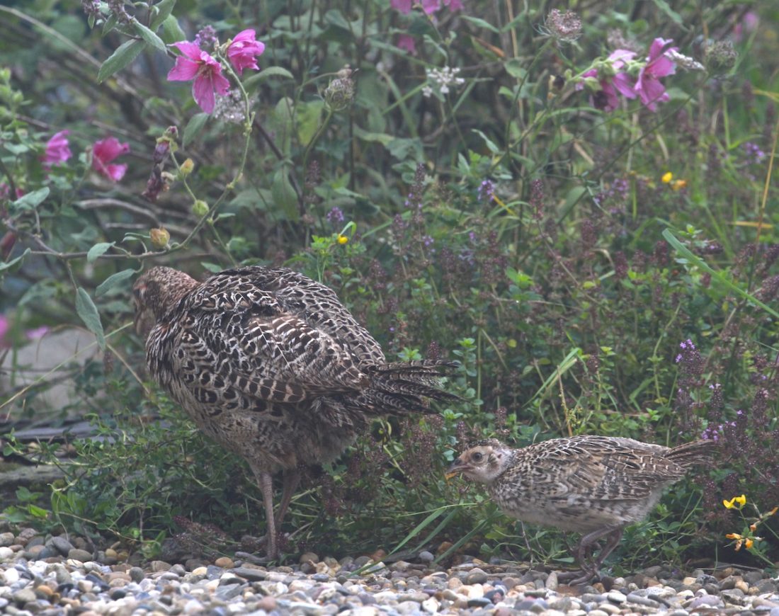 pheasant-mother-and-chick