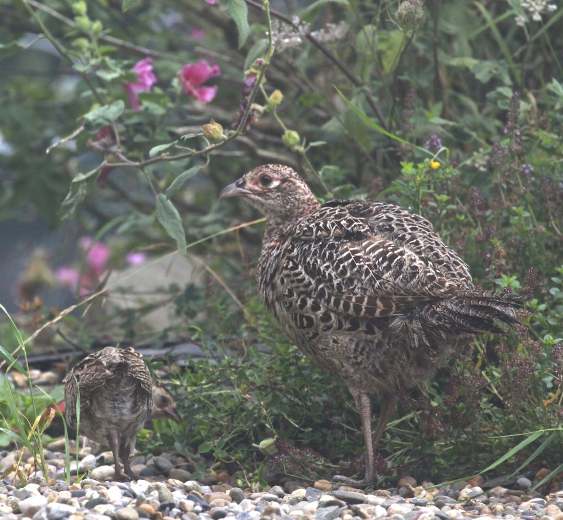 Pheasant-camouflage