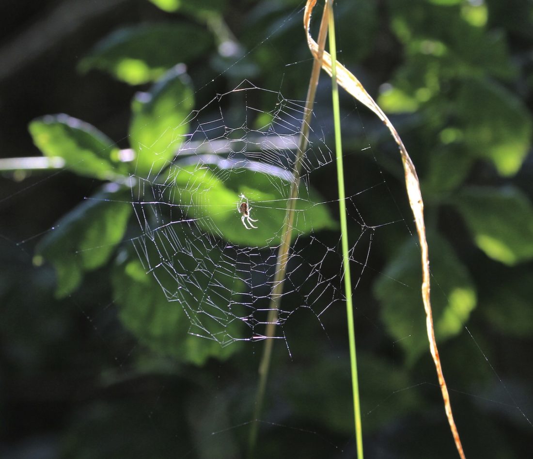 spider-darkness