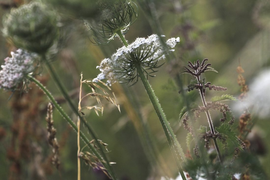 evenin-wildflowers