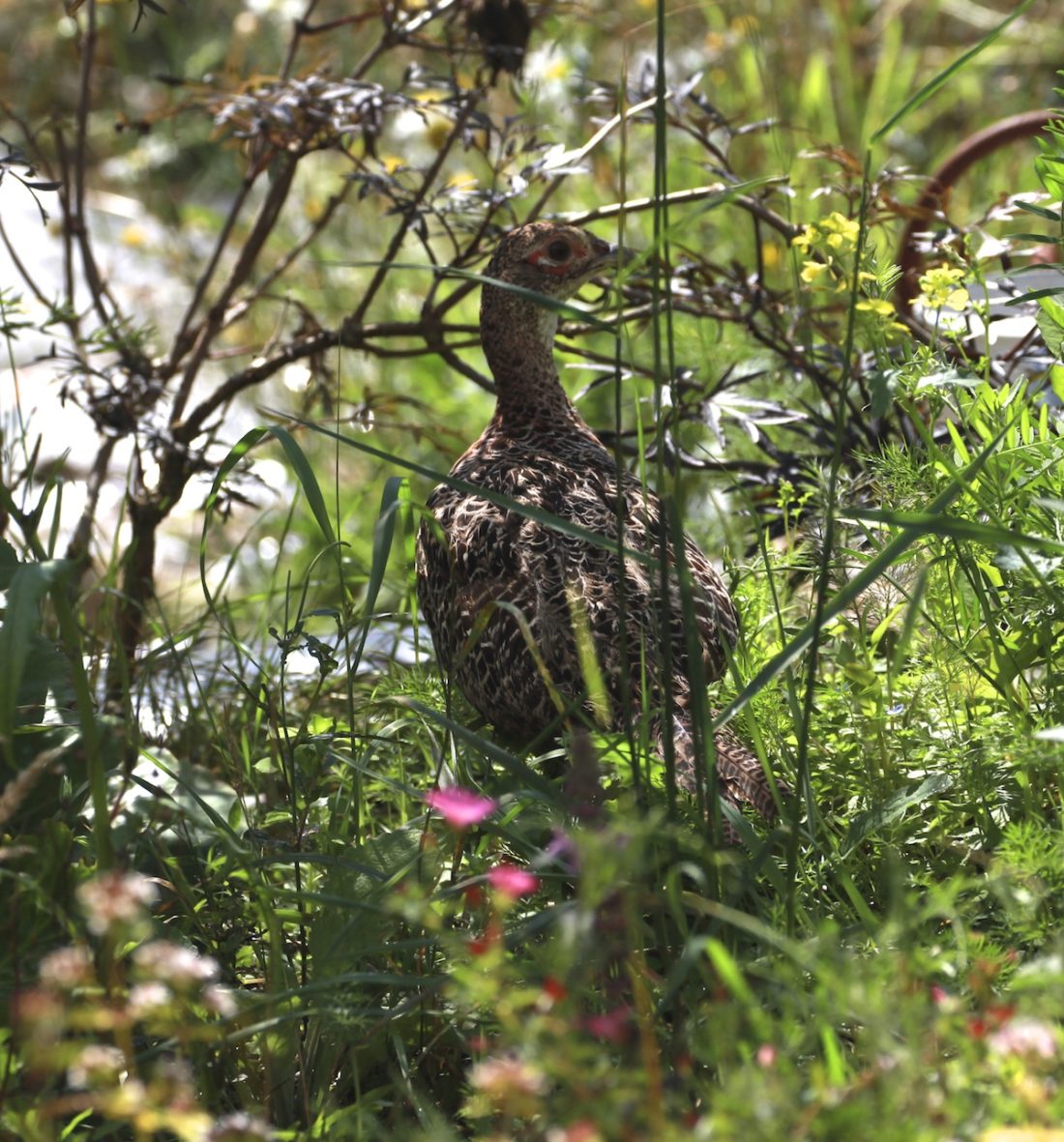 hidden-pheasant