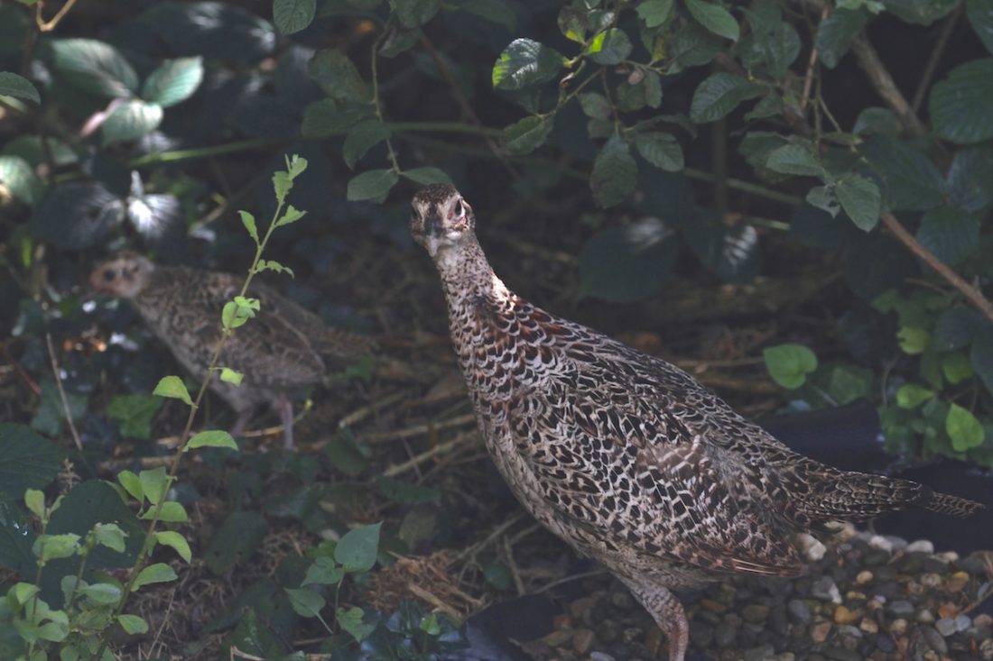 pheasant-going-into-the-trees