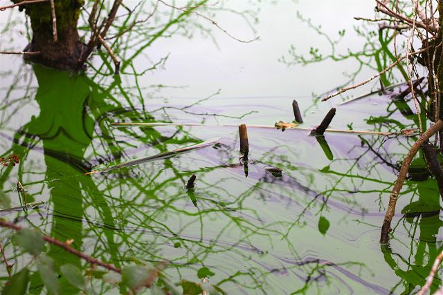 Snake-like roots that help keep it dark