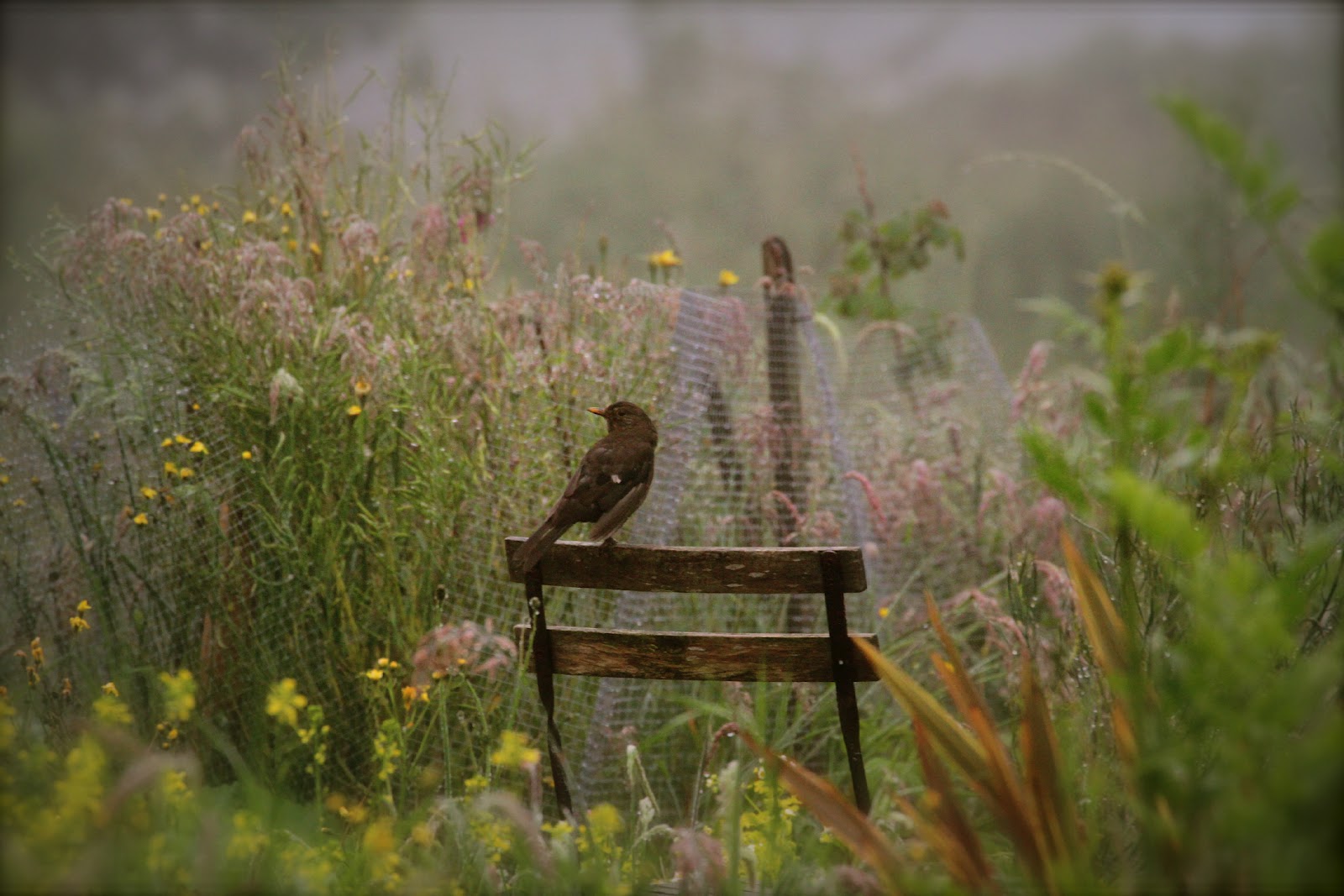 Out of an Irish mist