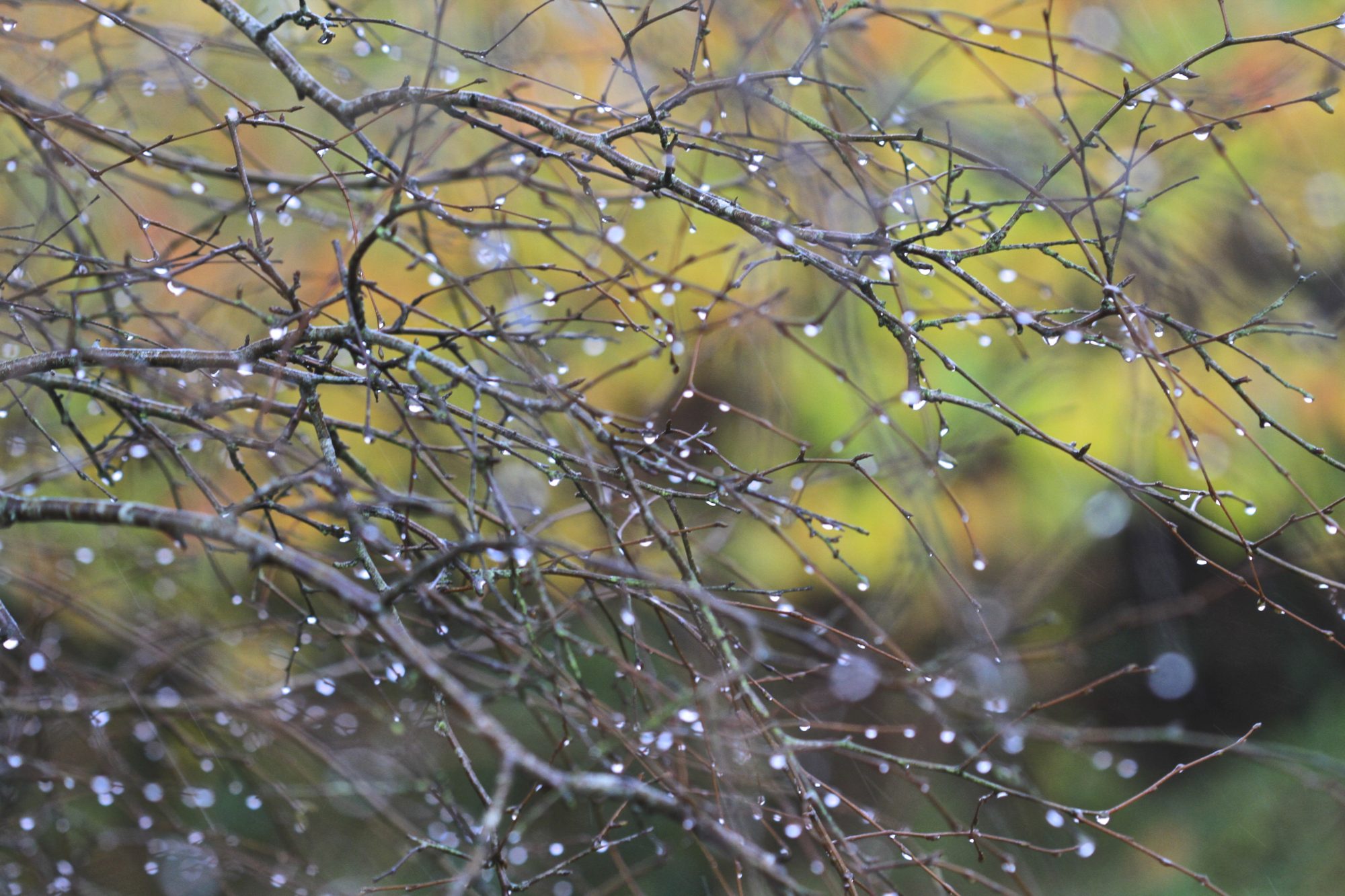 Raining cats and dogs