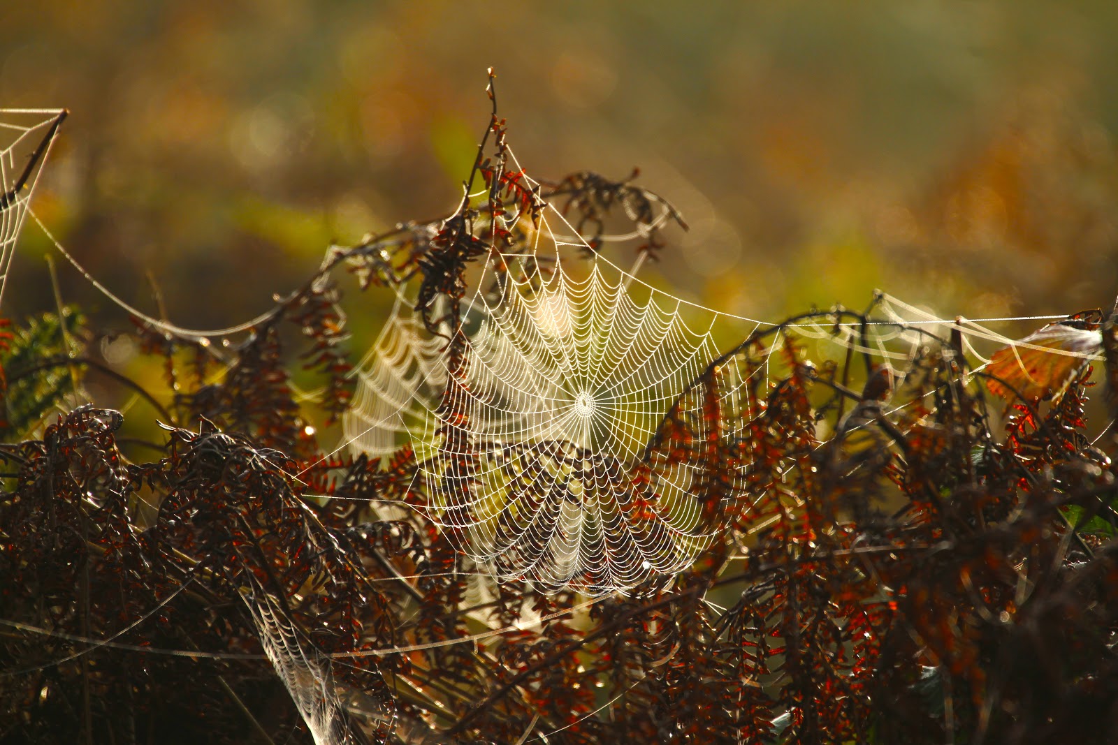 The beauty of the web……