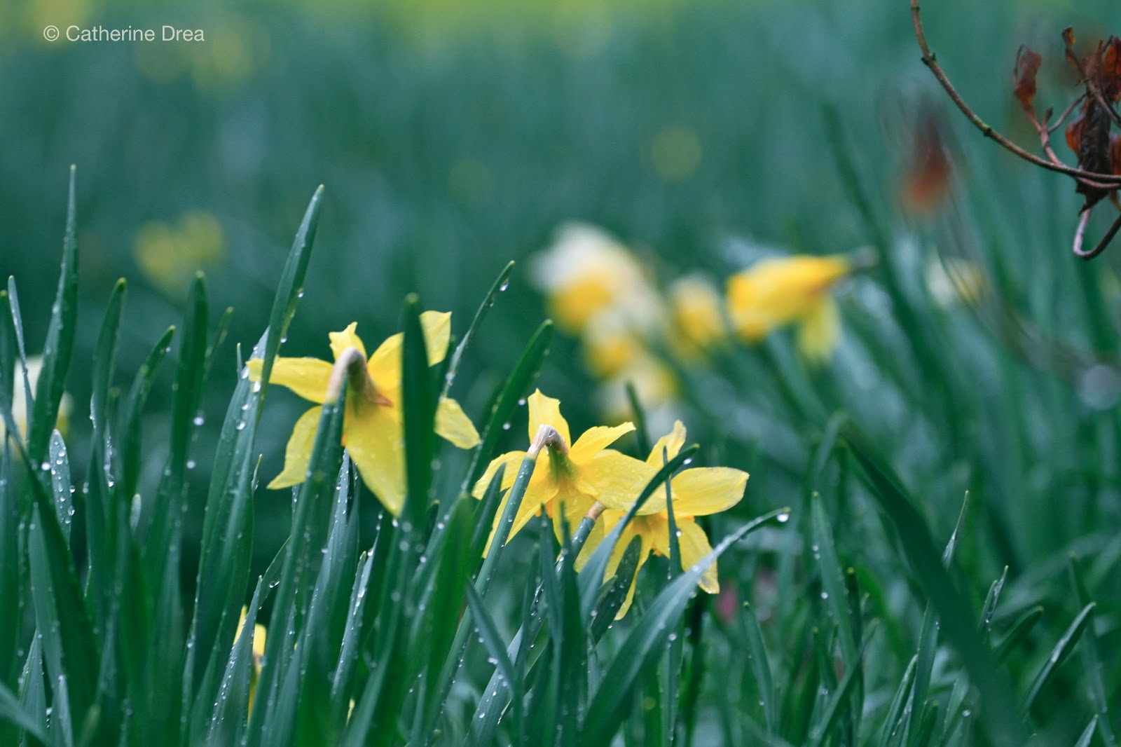 ~Tending to a nest amongst the pinkest fritillaries~