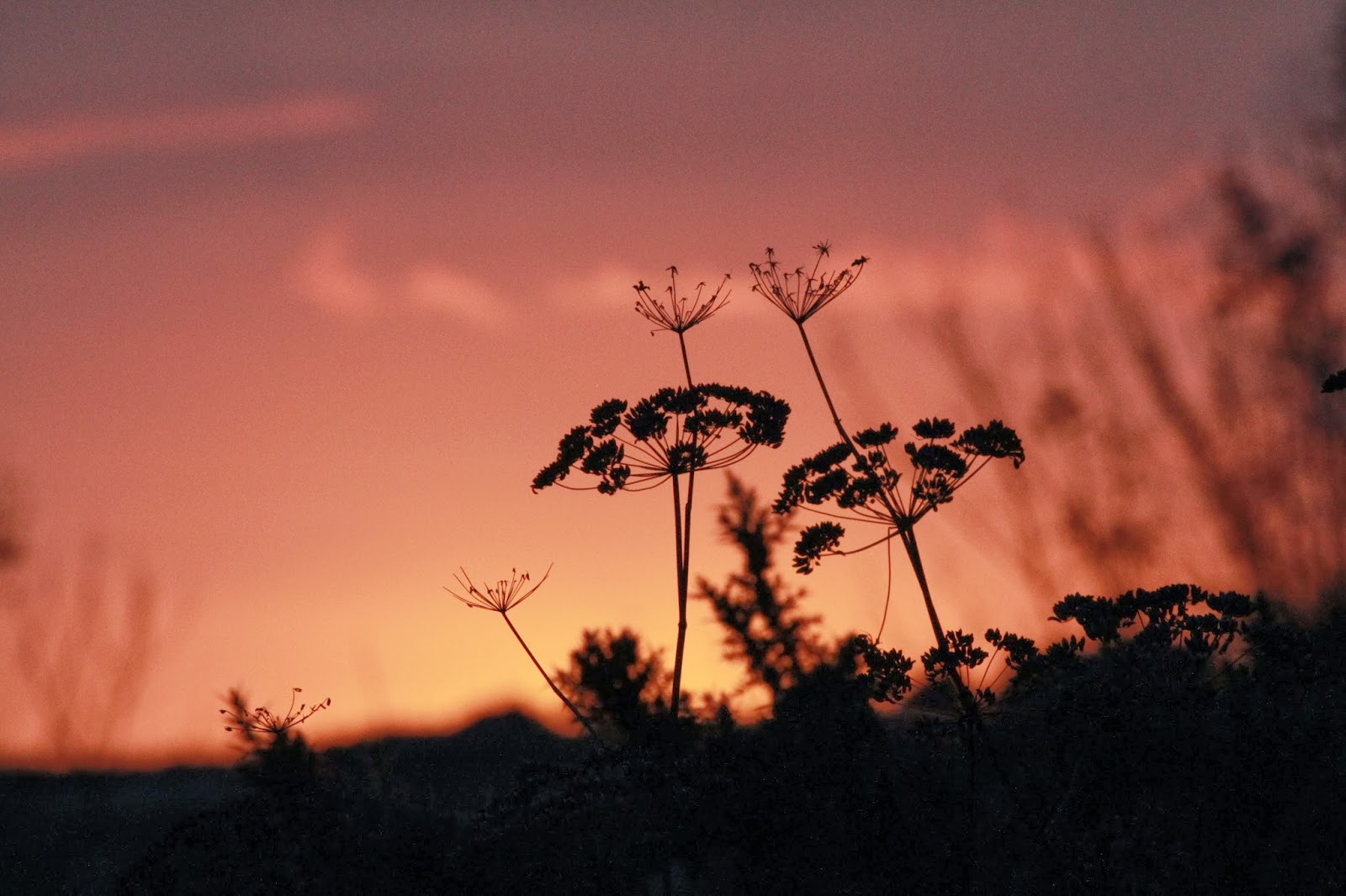 The sky is on fire in the west