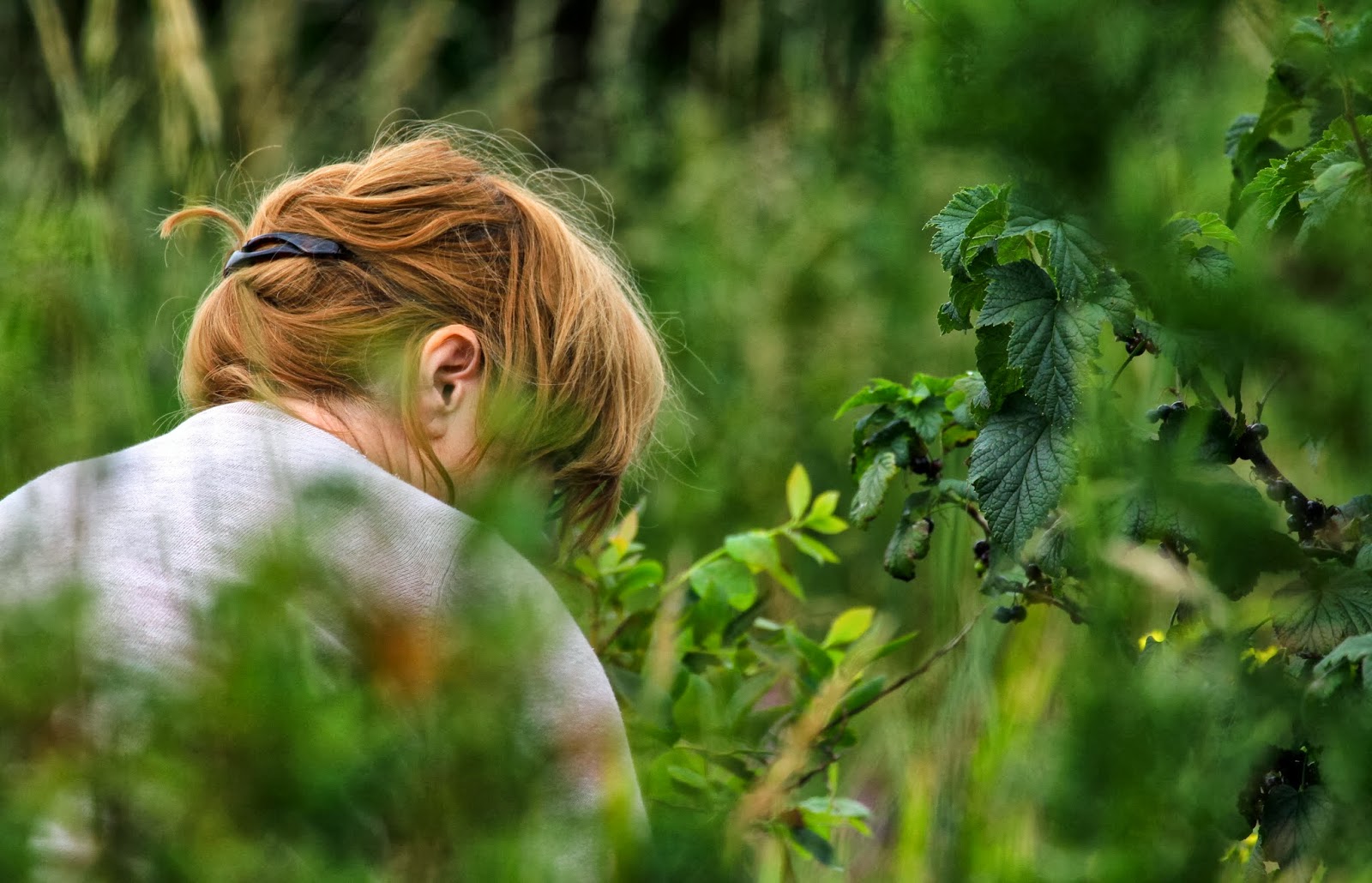 Blackcurrants and Blackbirds