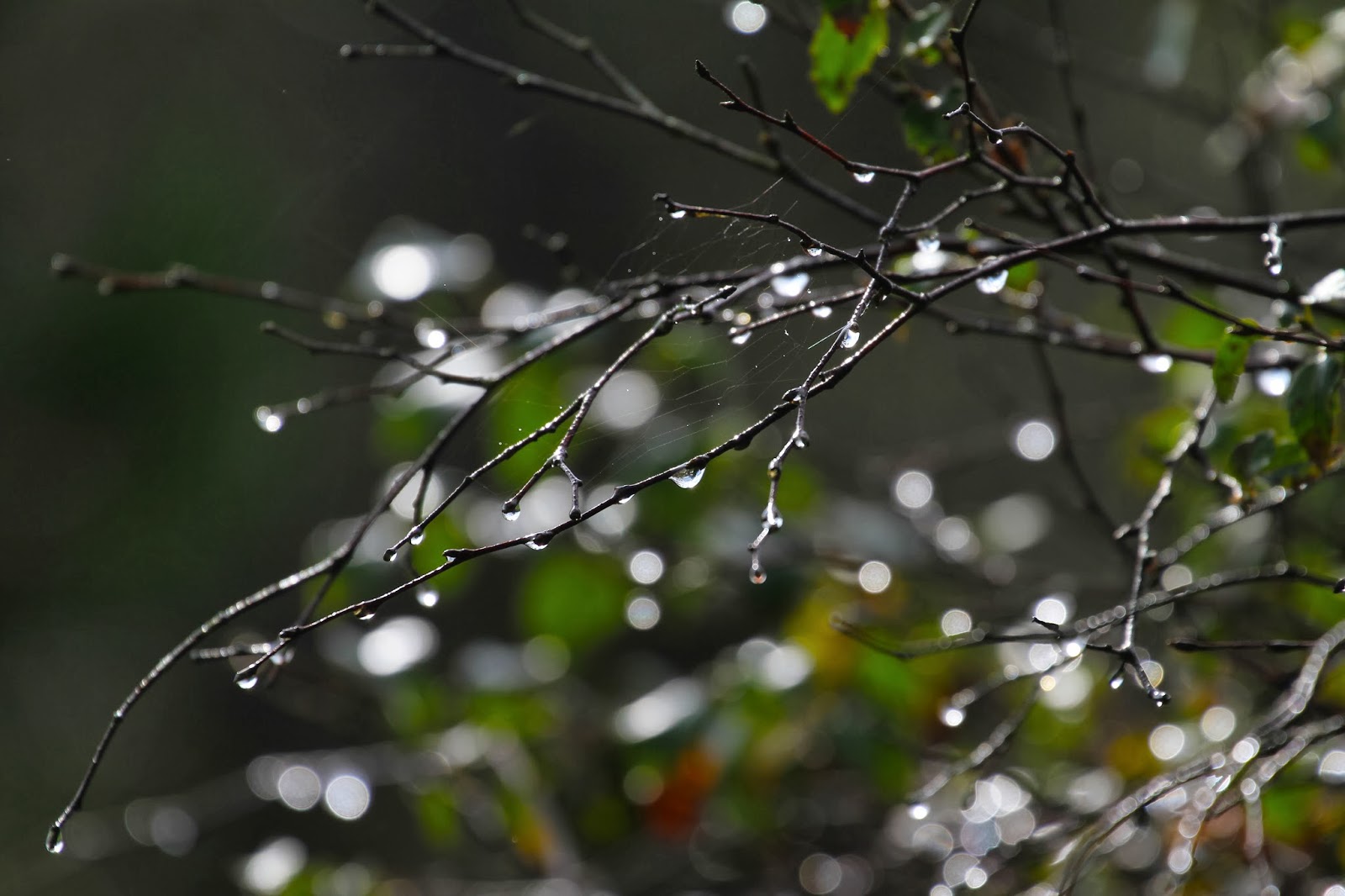 The cool balm of rain