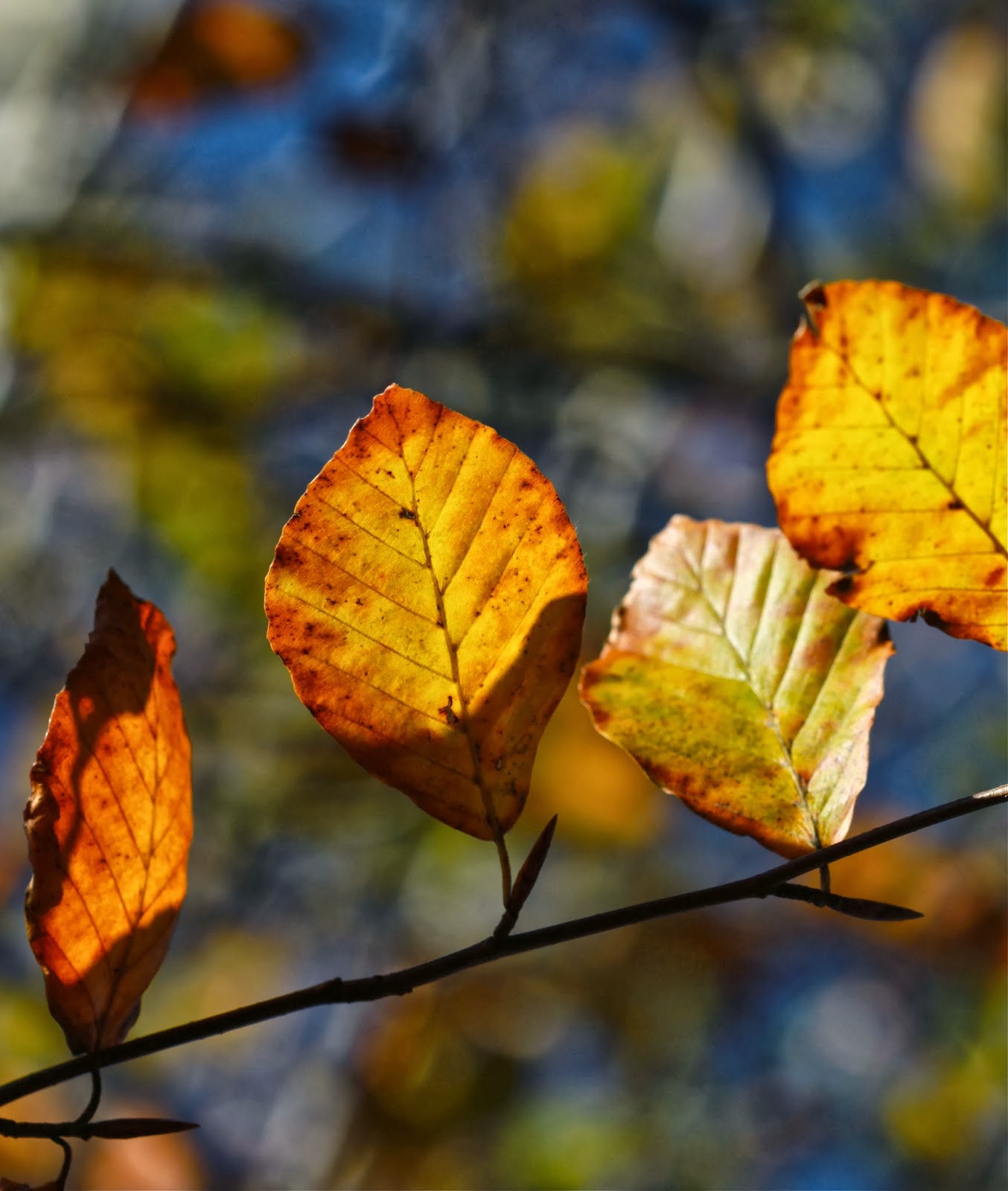 Lost in leafy light