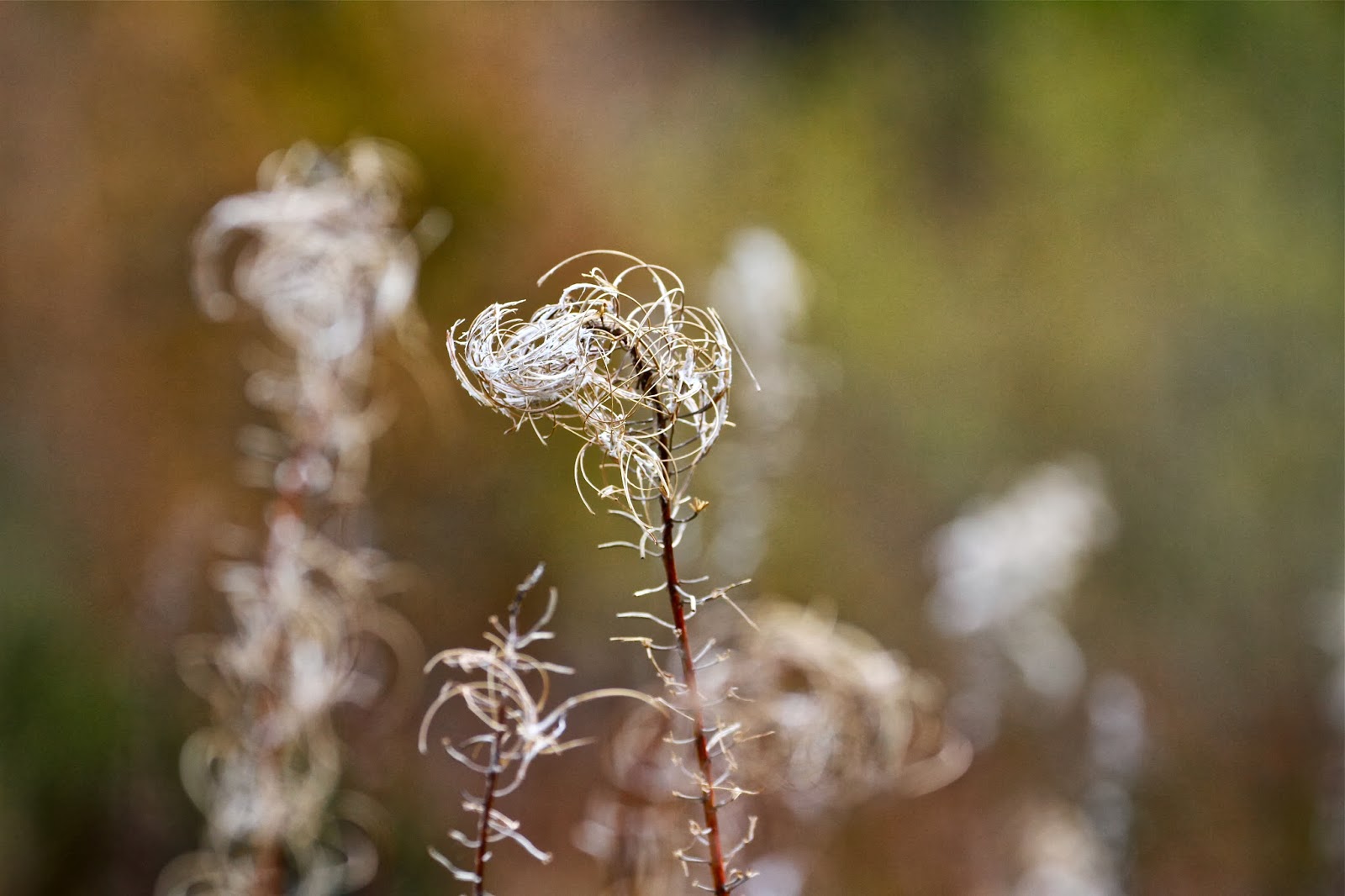 Living in muted colour