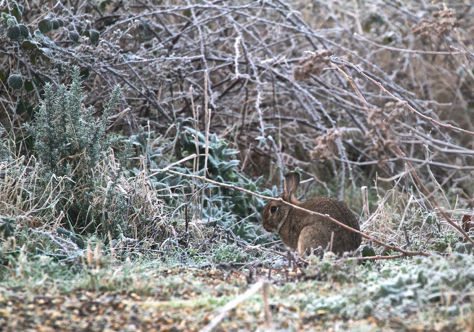 Easing softly into the frosty morning