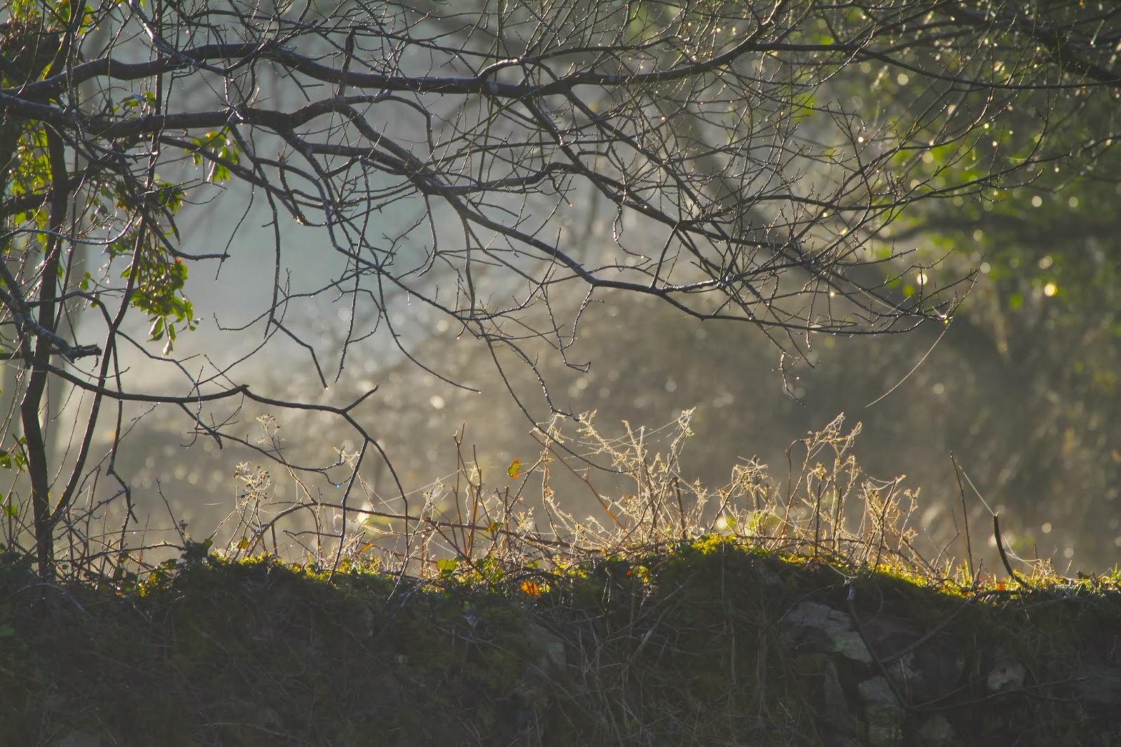 In the foggy dew……..#Pilgrimage ~ February