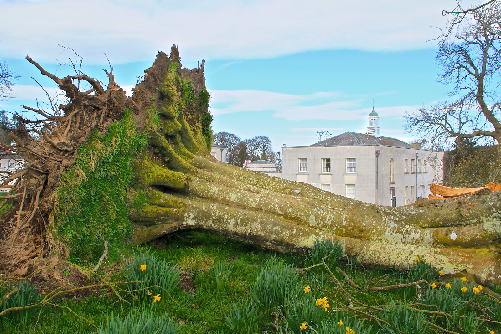 This felled giant