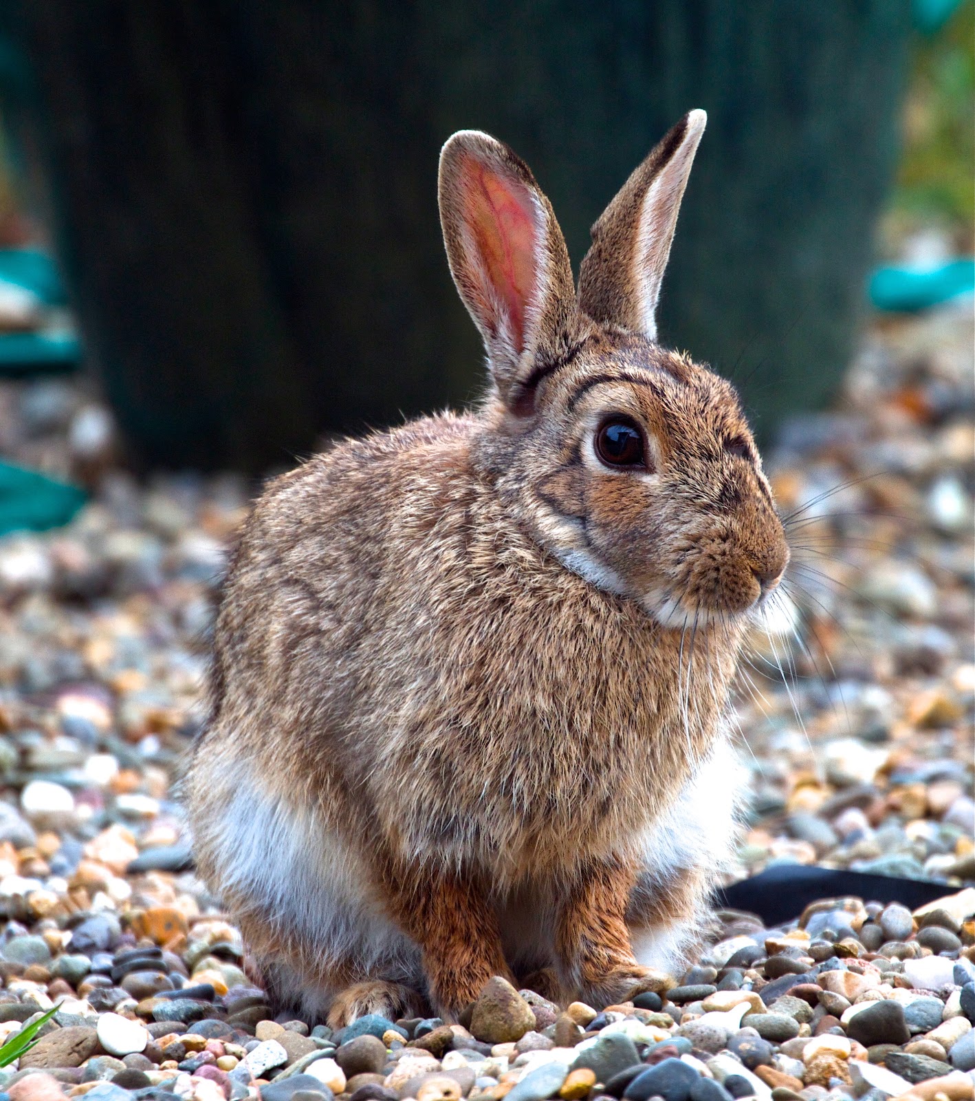 Every hop, nibble and silvery whisker