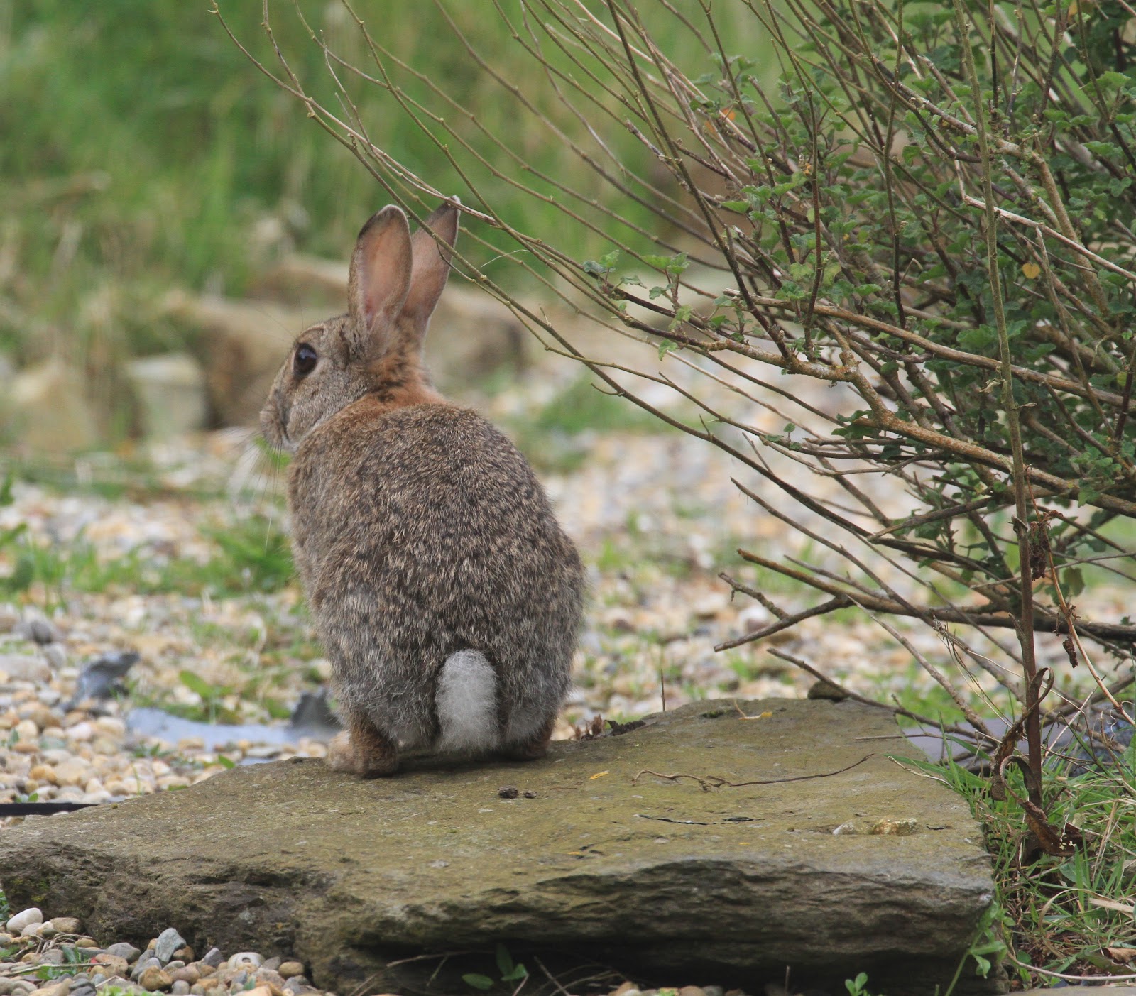 Breakfast with a leveret and a pair of thrushes