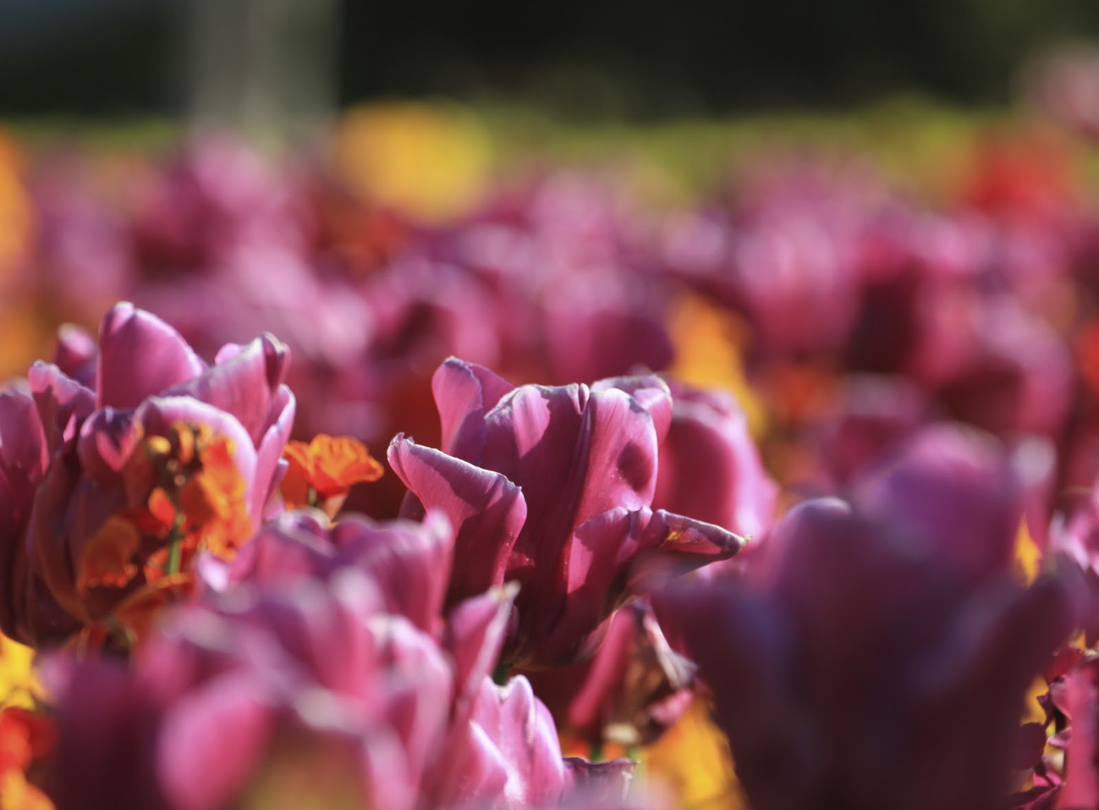 A bouquet of roses in the tulip garden