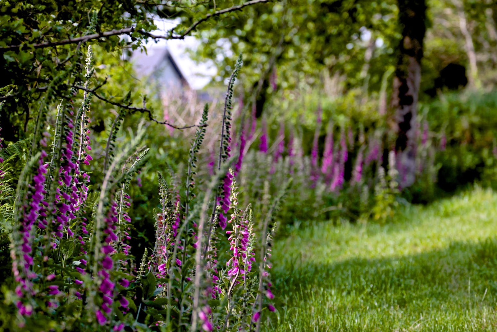 Wild foxgloves on the lane