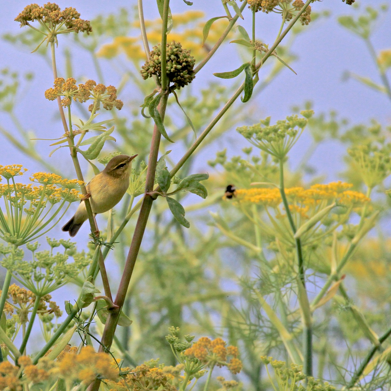 Warblers, Andy Warhol and the beautiful art of land