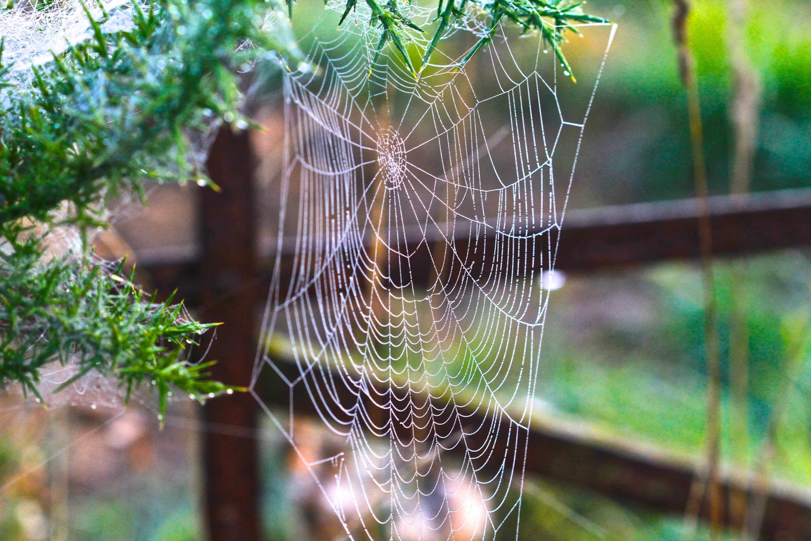 Early morning web magic