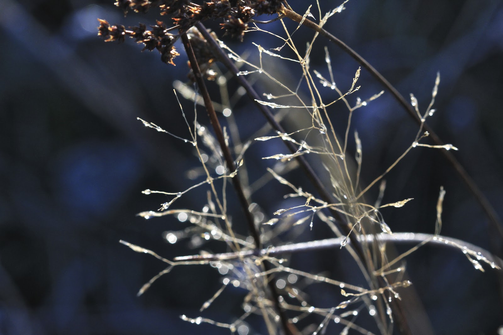 First frost and final freedom