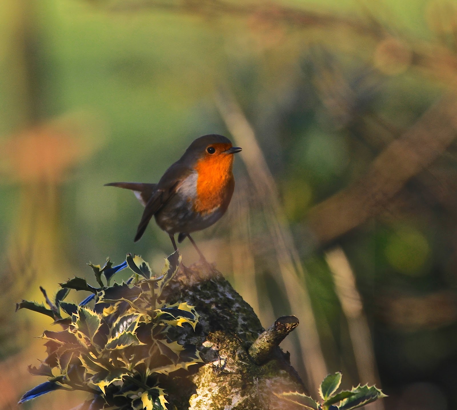 Sentinel ~ the first midweek image feature