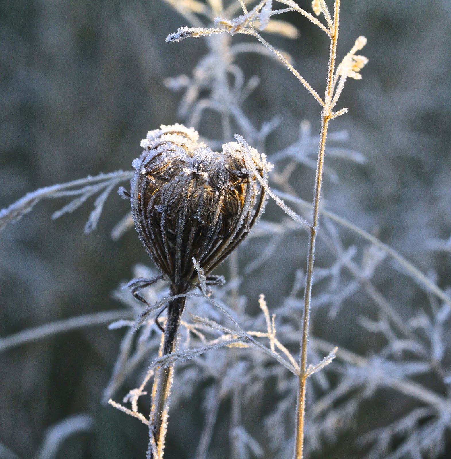 A hint of frost