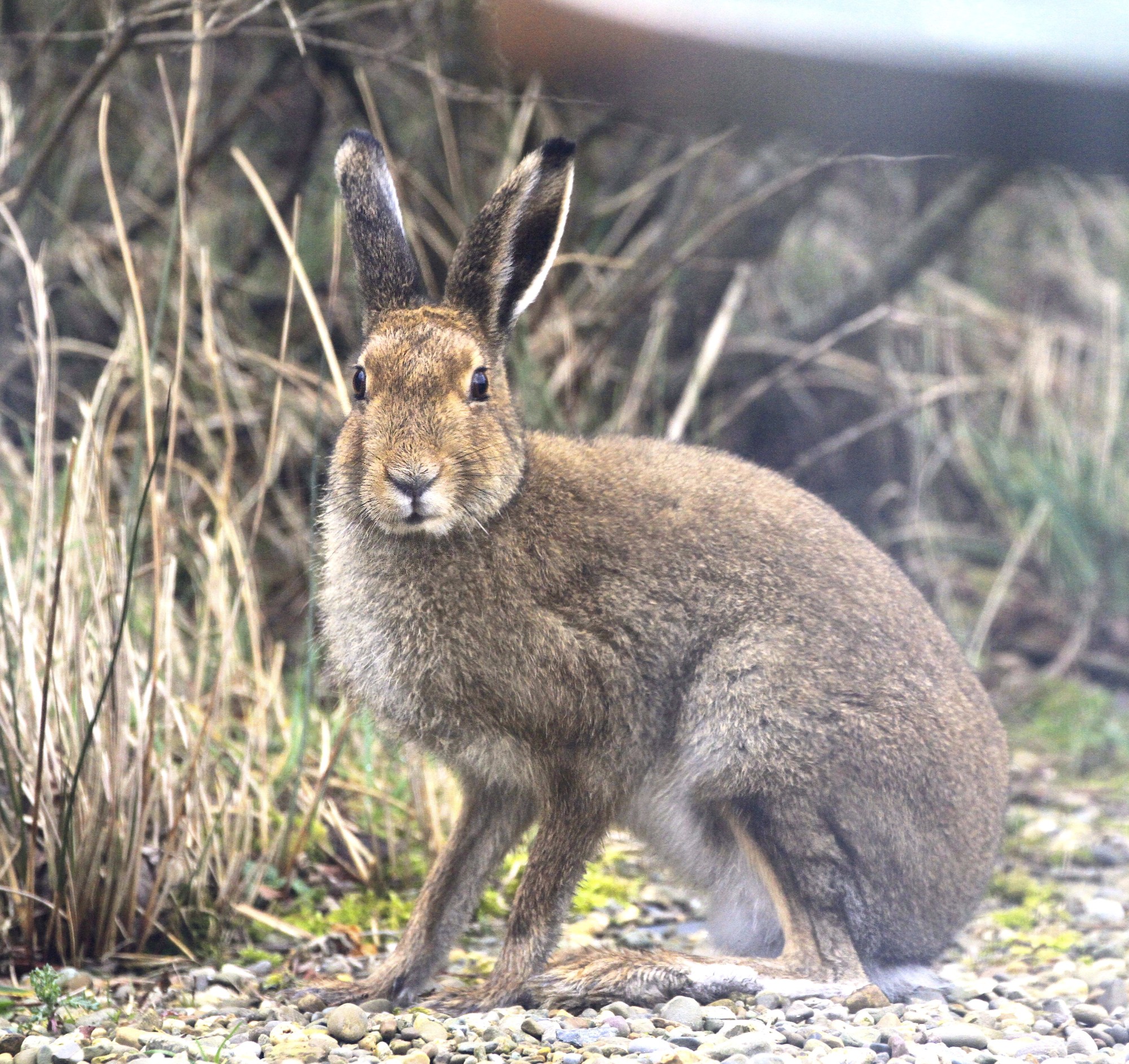 Mad as a March Hare