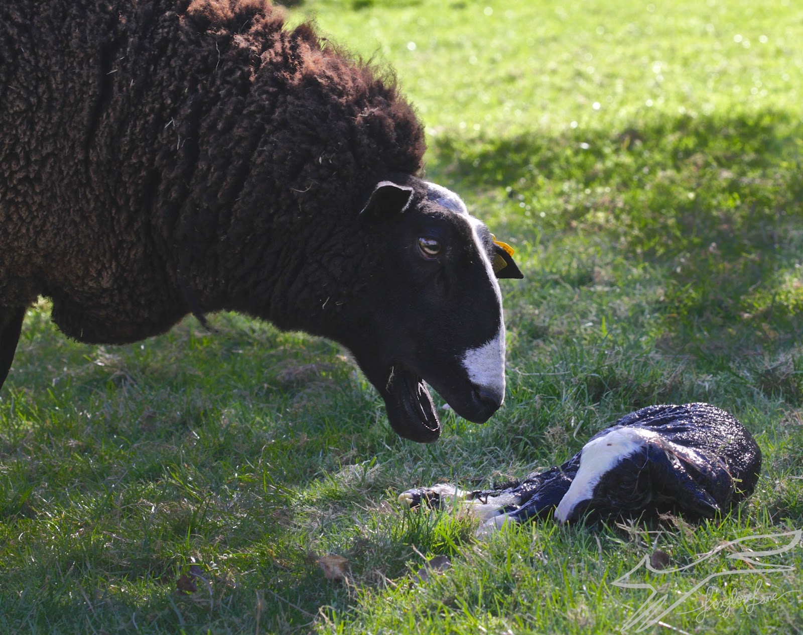 Welcome little Zwartbles lamb!