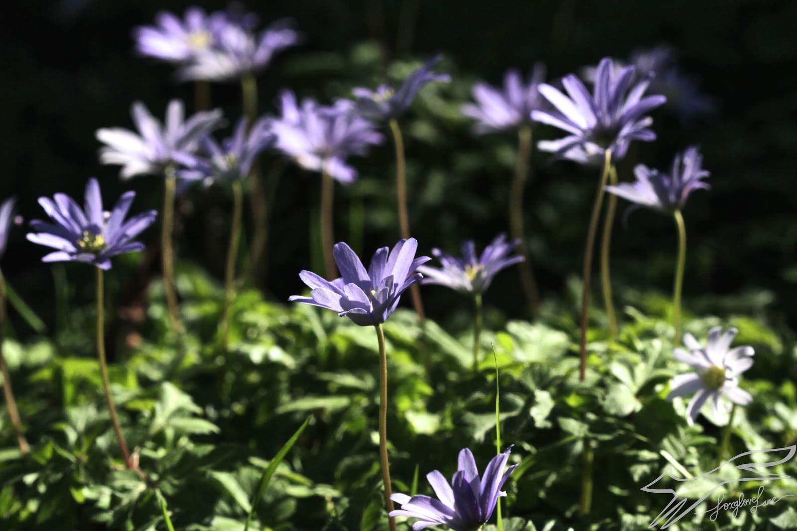 Heavenly anenomes