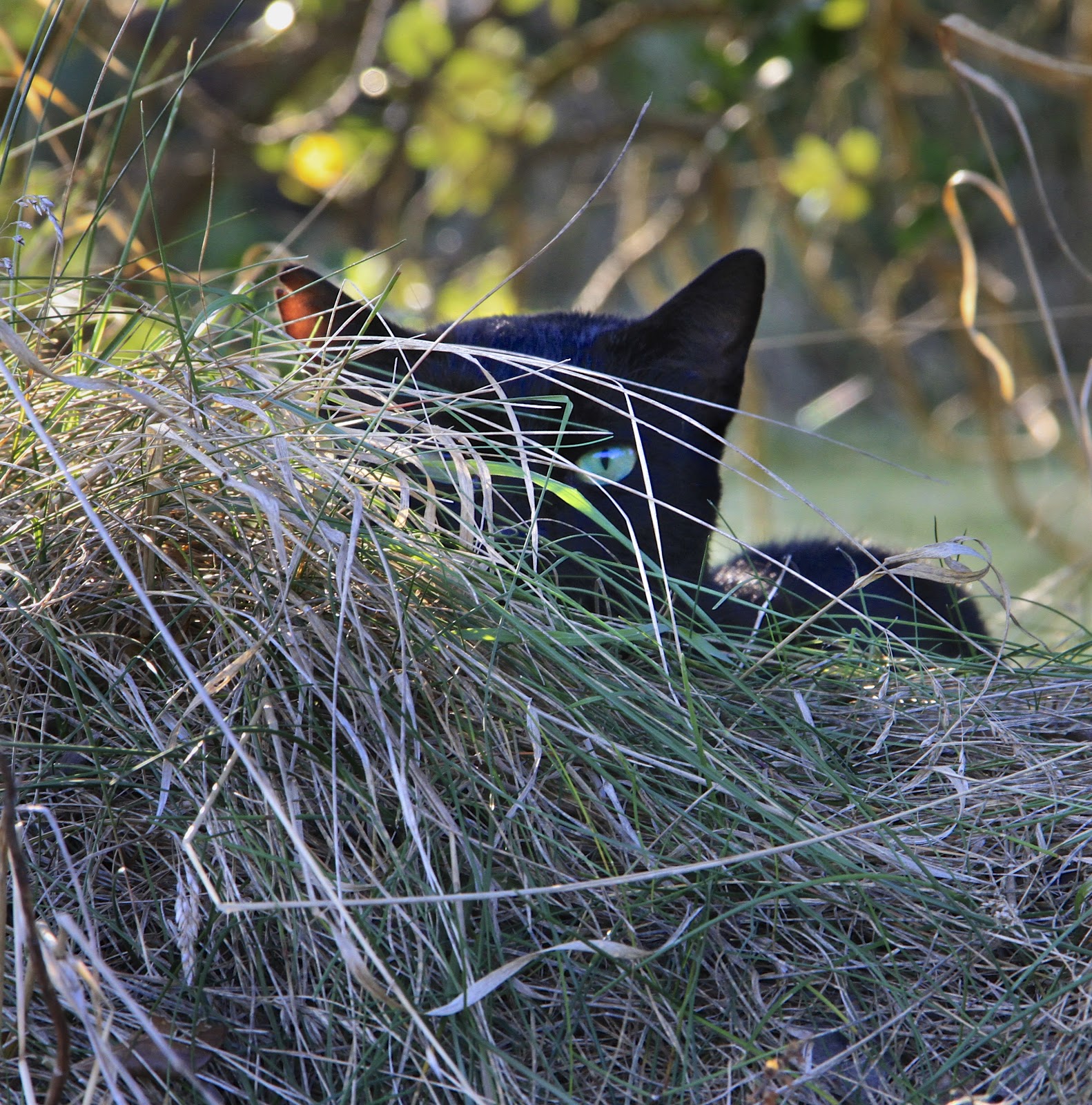 A black cat, another road trip and a resounding YES!