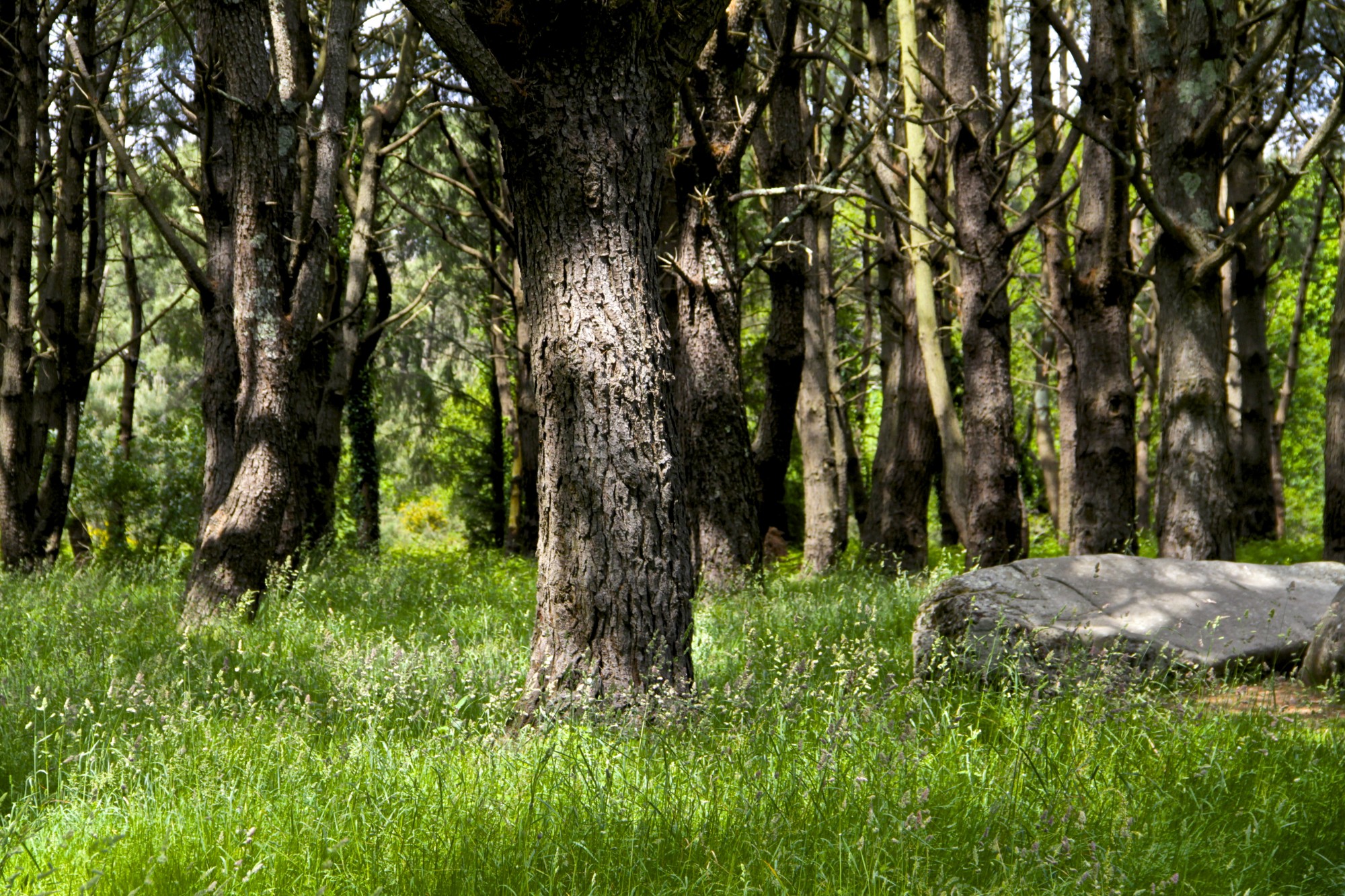 The old stones of Southern Brittany