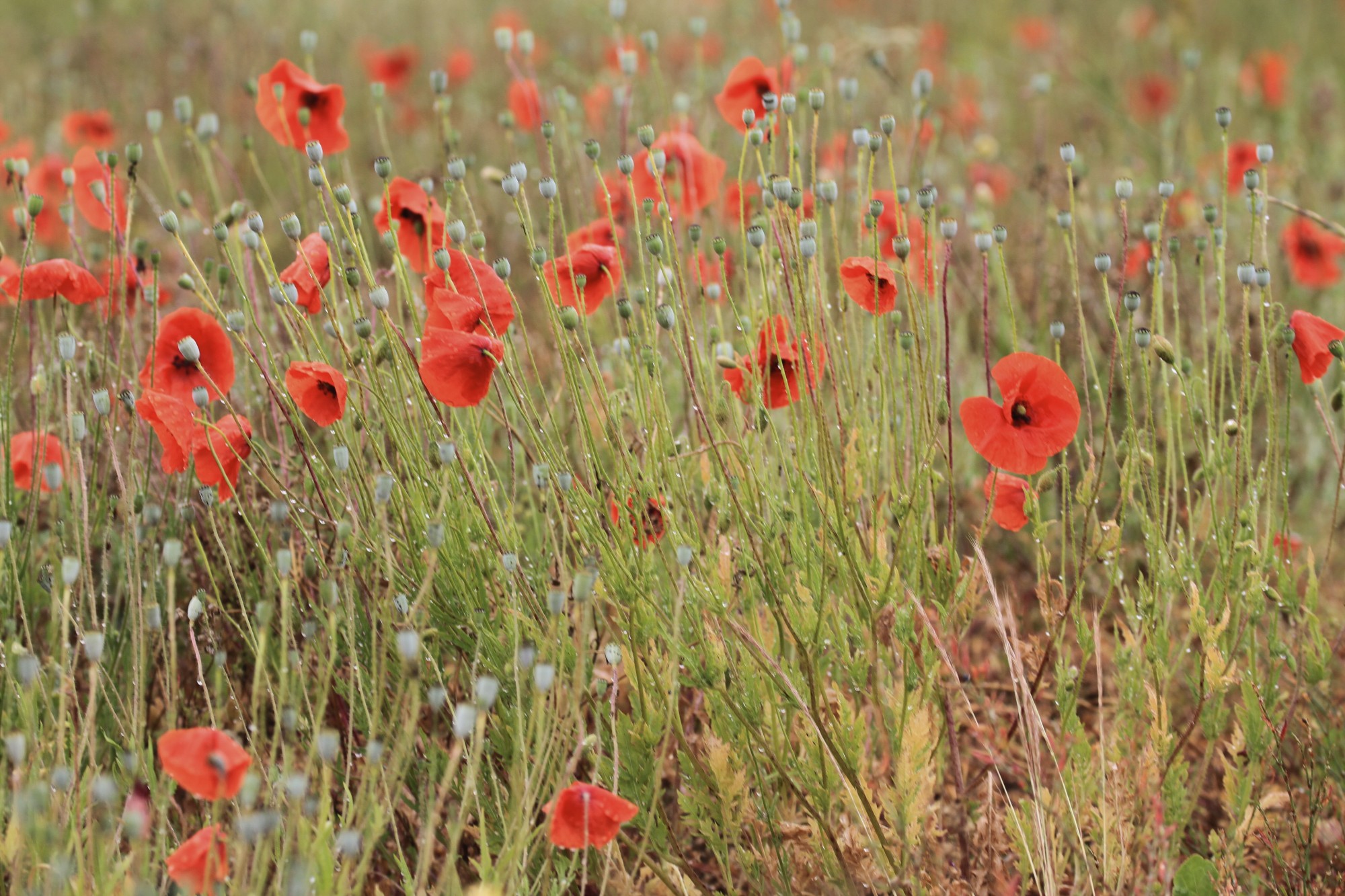 Poppies, Monet and Moi