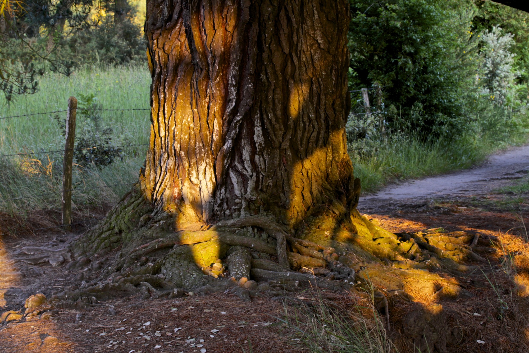 In the company of trees