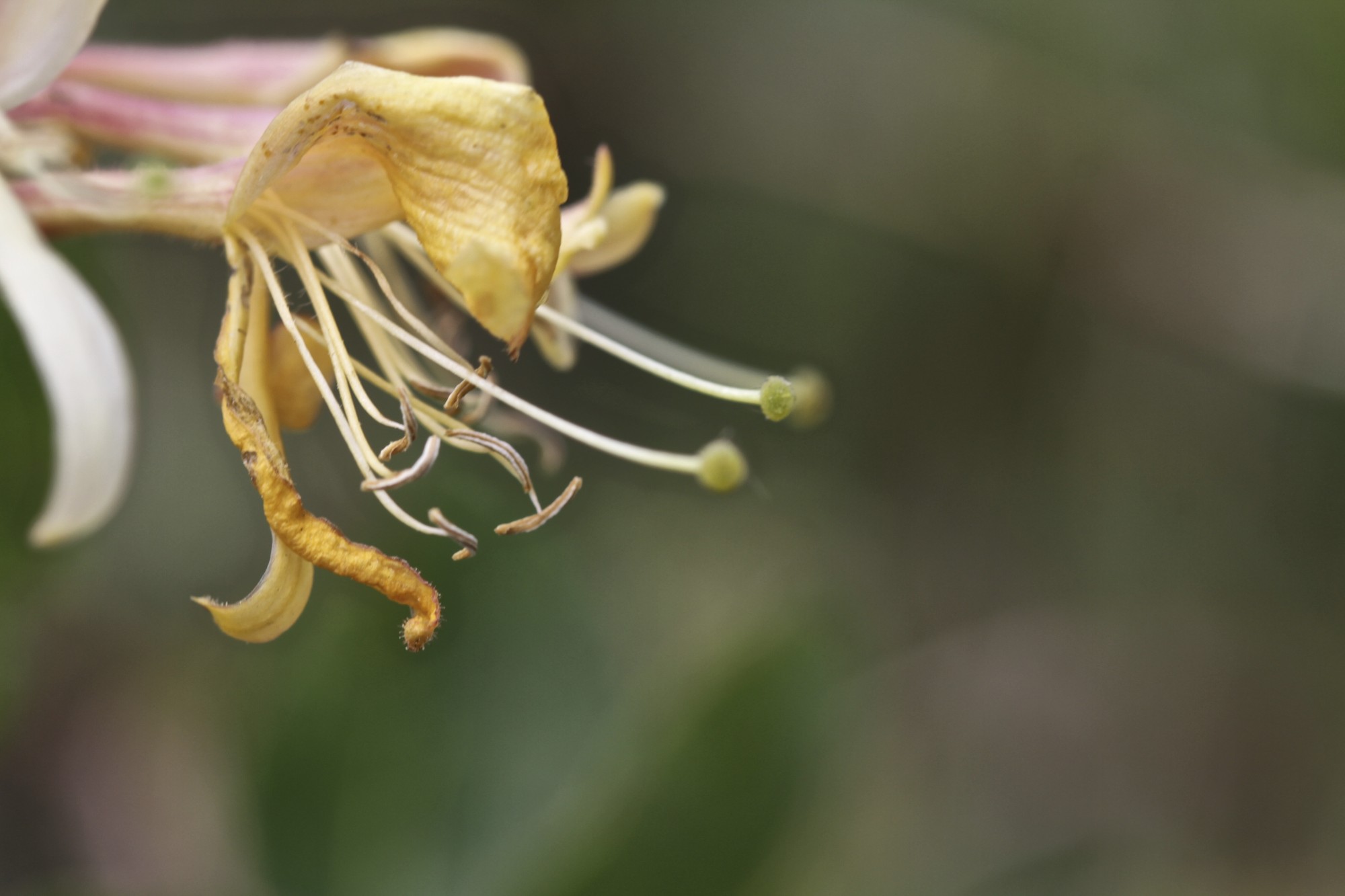 Wild honeysuckle is the thing