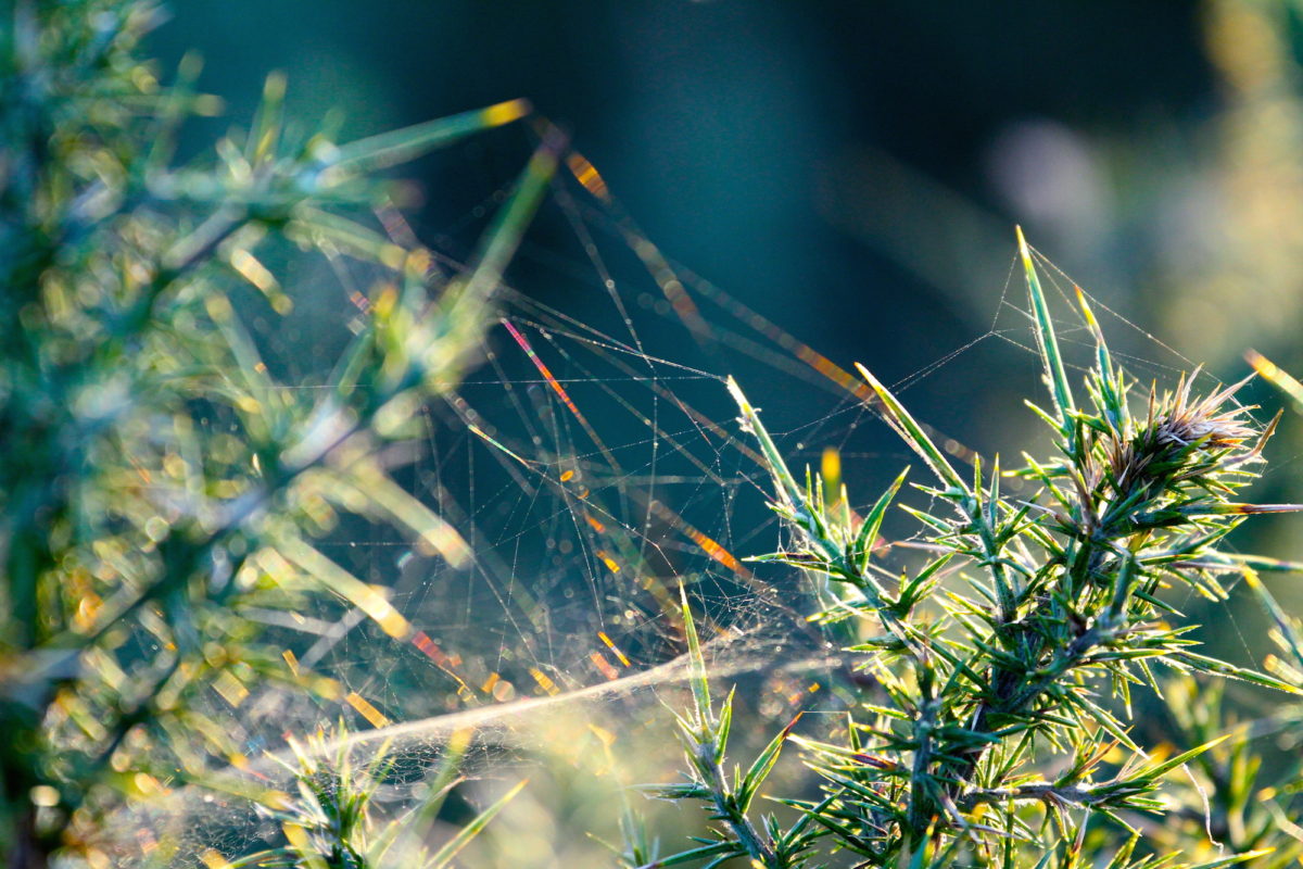 Tiny dewy rainbows