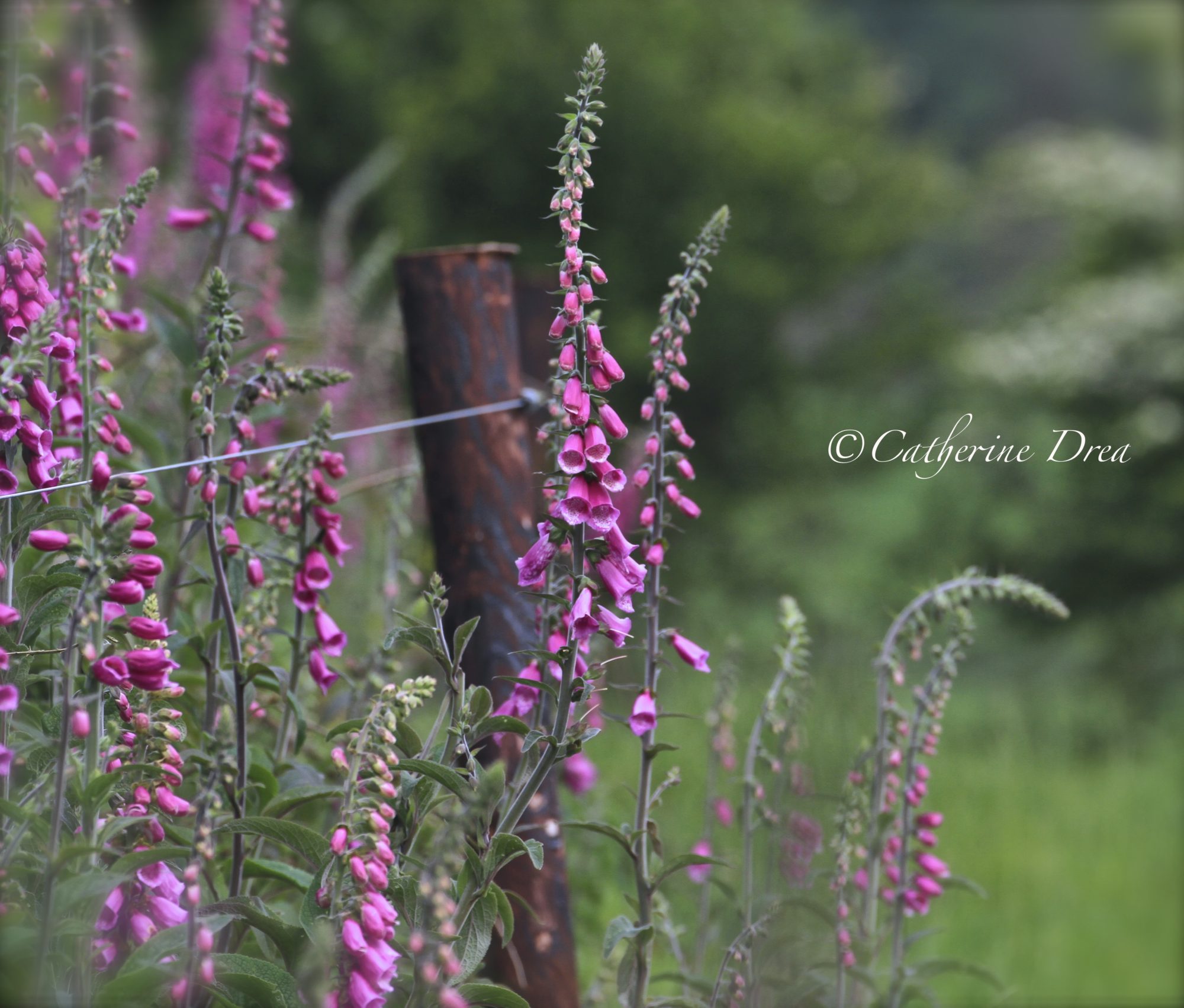 ~Another evening amongst the wild Foxgloves~