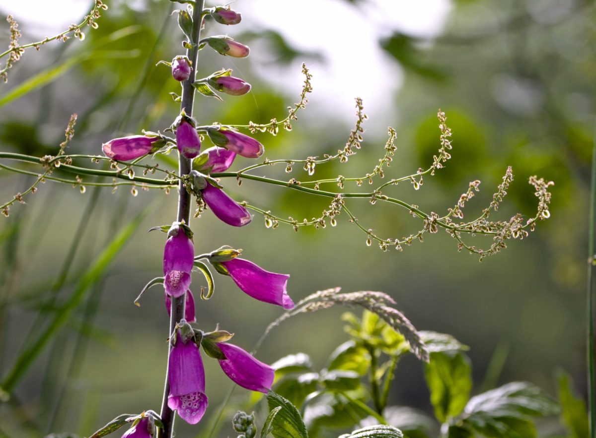 Foxglove time!