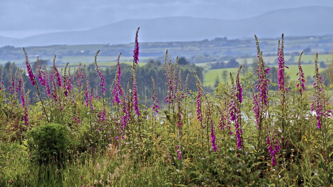 foxglove-lane-ireland