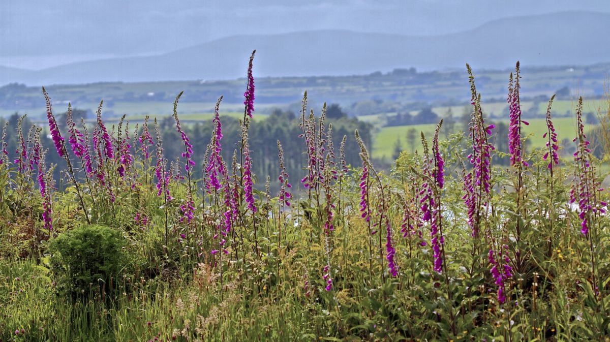 Foxgloves in June