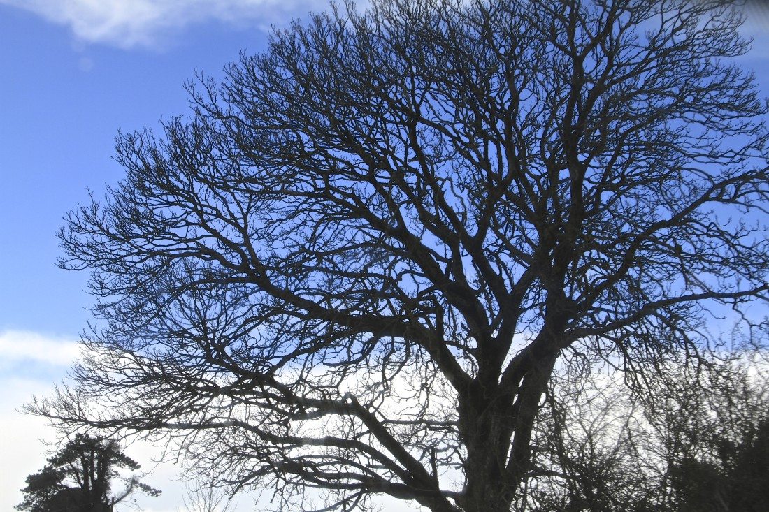 blue-sky-tree