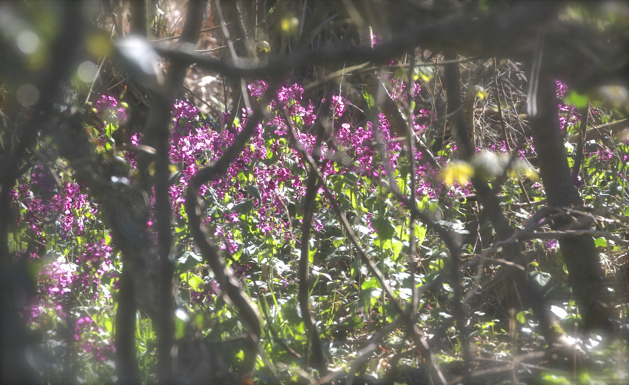 Spring in Ireland