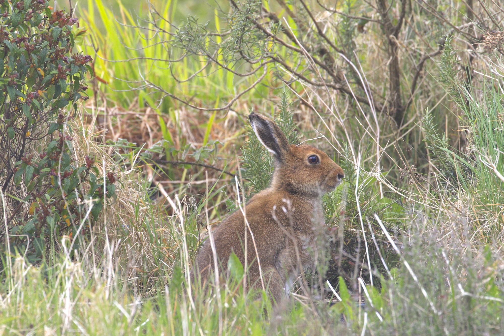 Wild Irish Hare