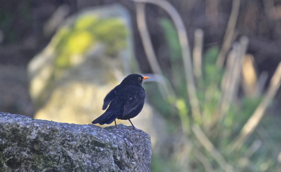 cock-blackbird